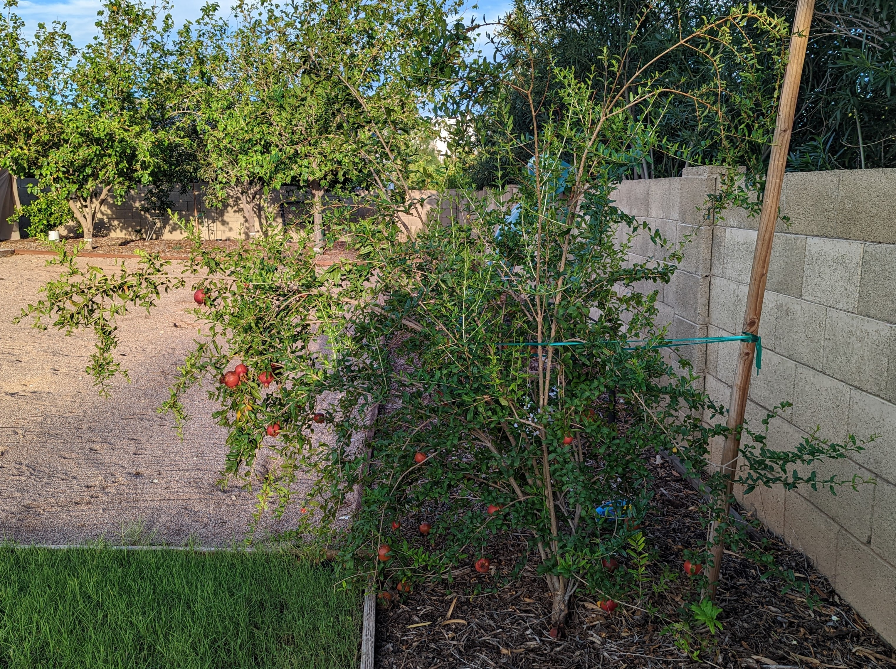A plant, tree, bush, shrub or vine