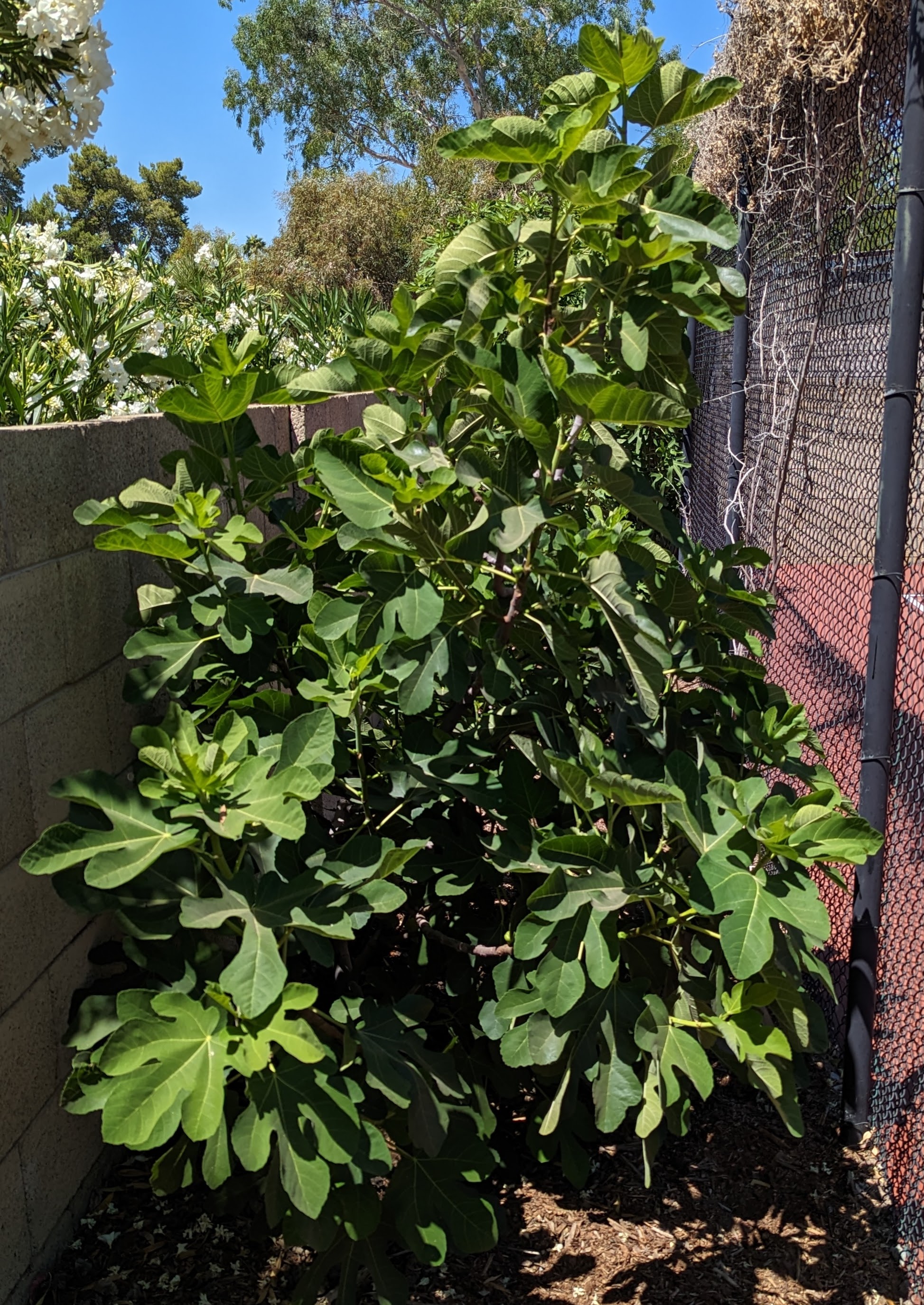 A plant, tree, bush, shrub or vine