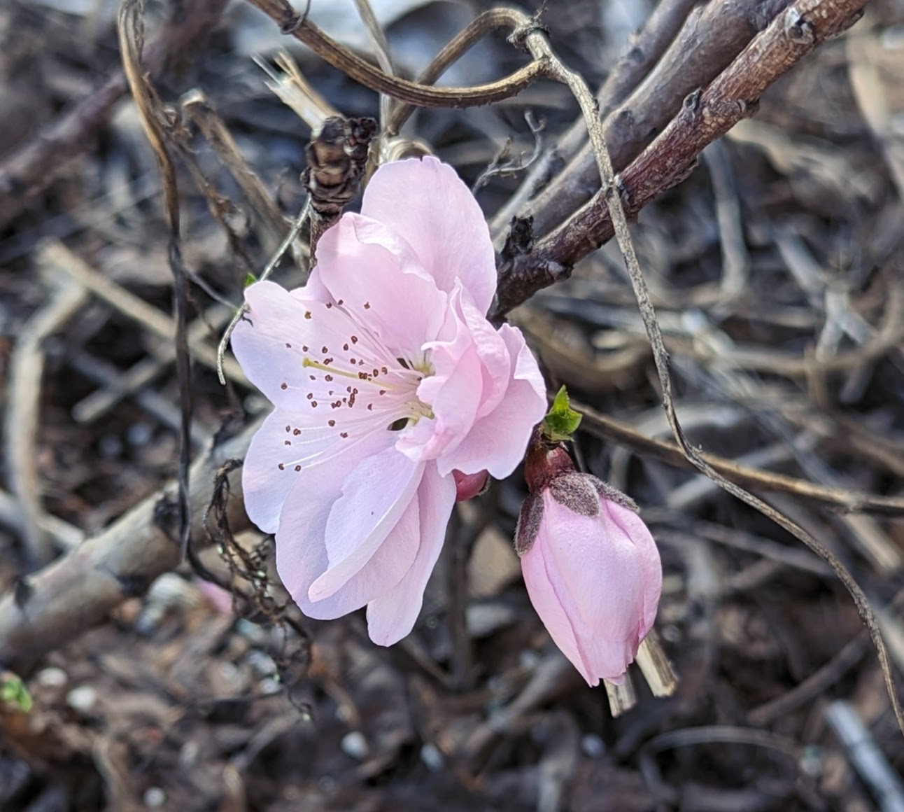 A plant, tree, bush, shrub or vine