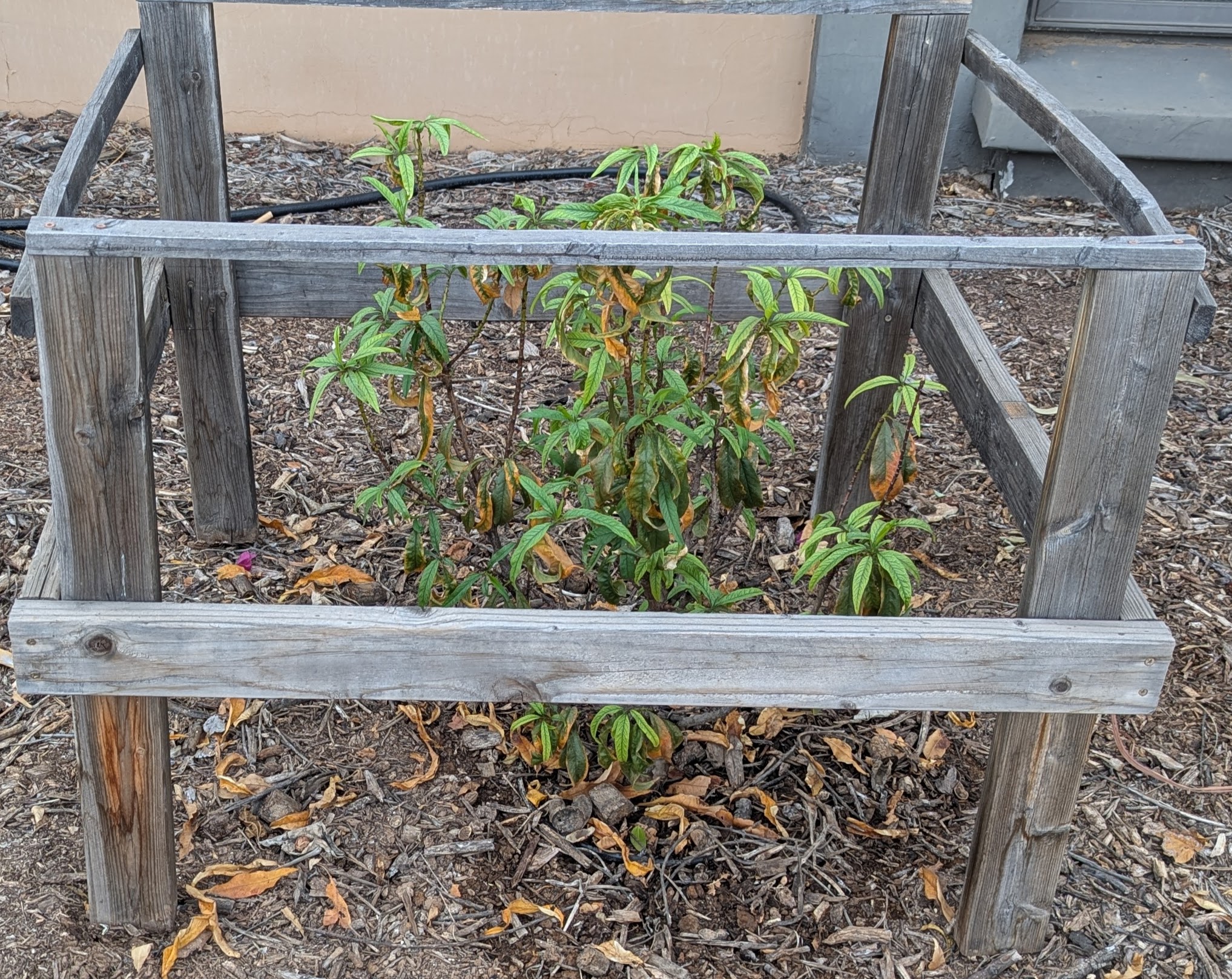 A plant, tree, bush, shrub or vine