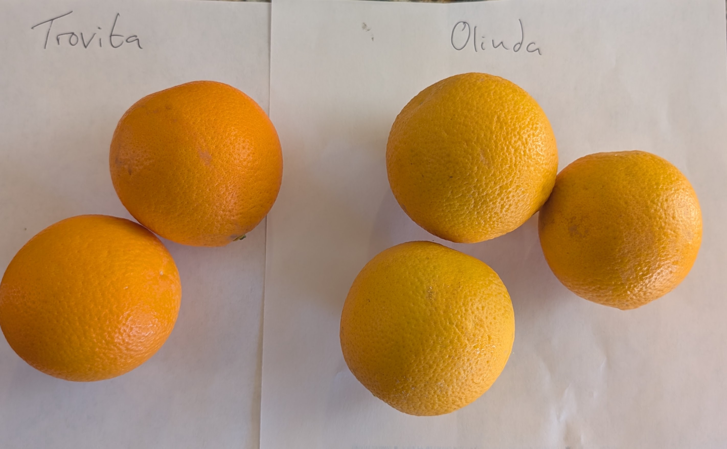 A plant, tree, bush, shrub or vine