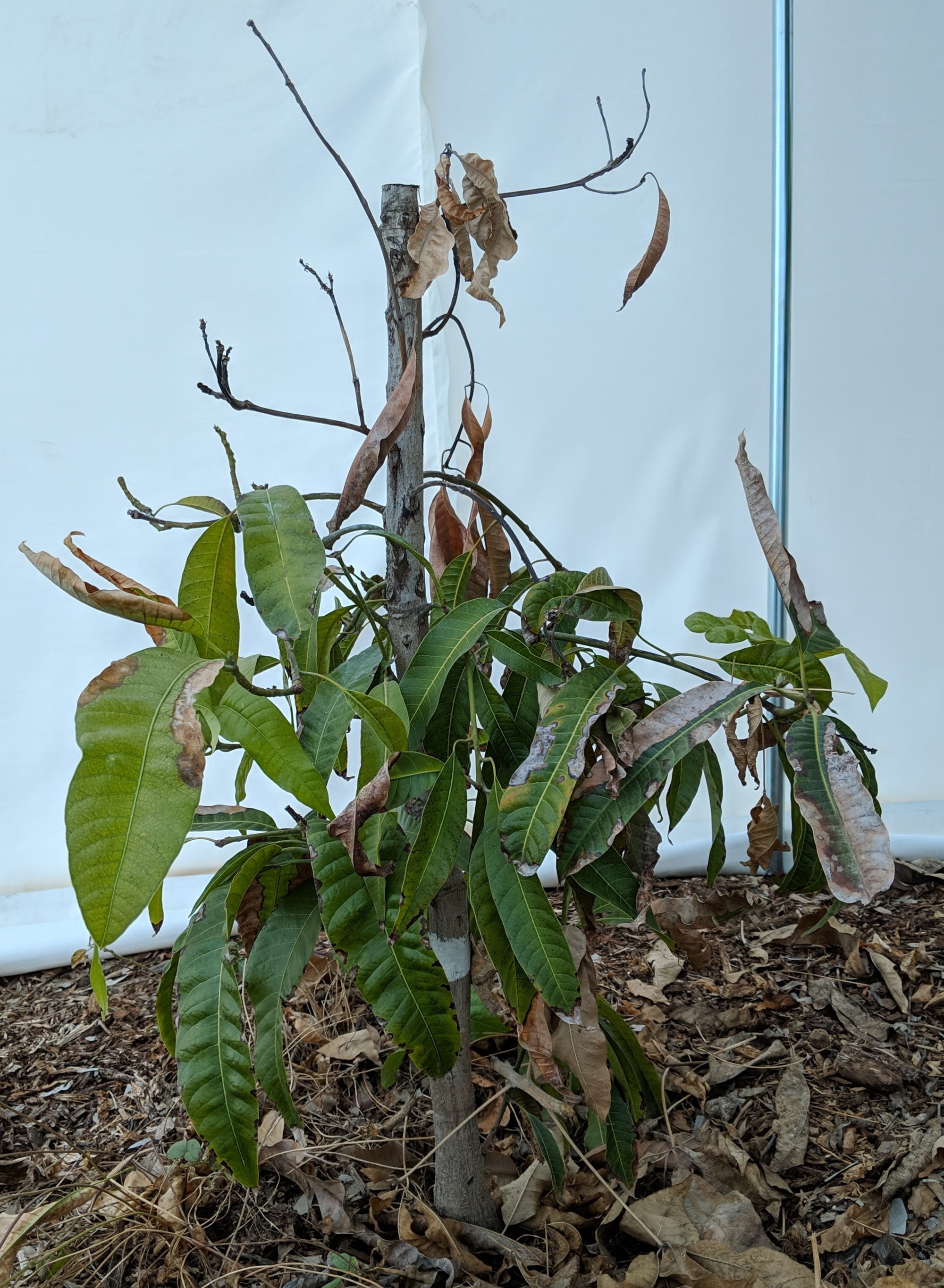 A plant, tree, bush, shrub or vine