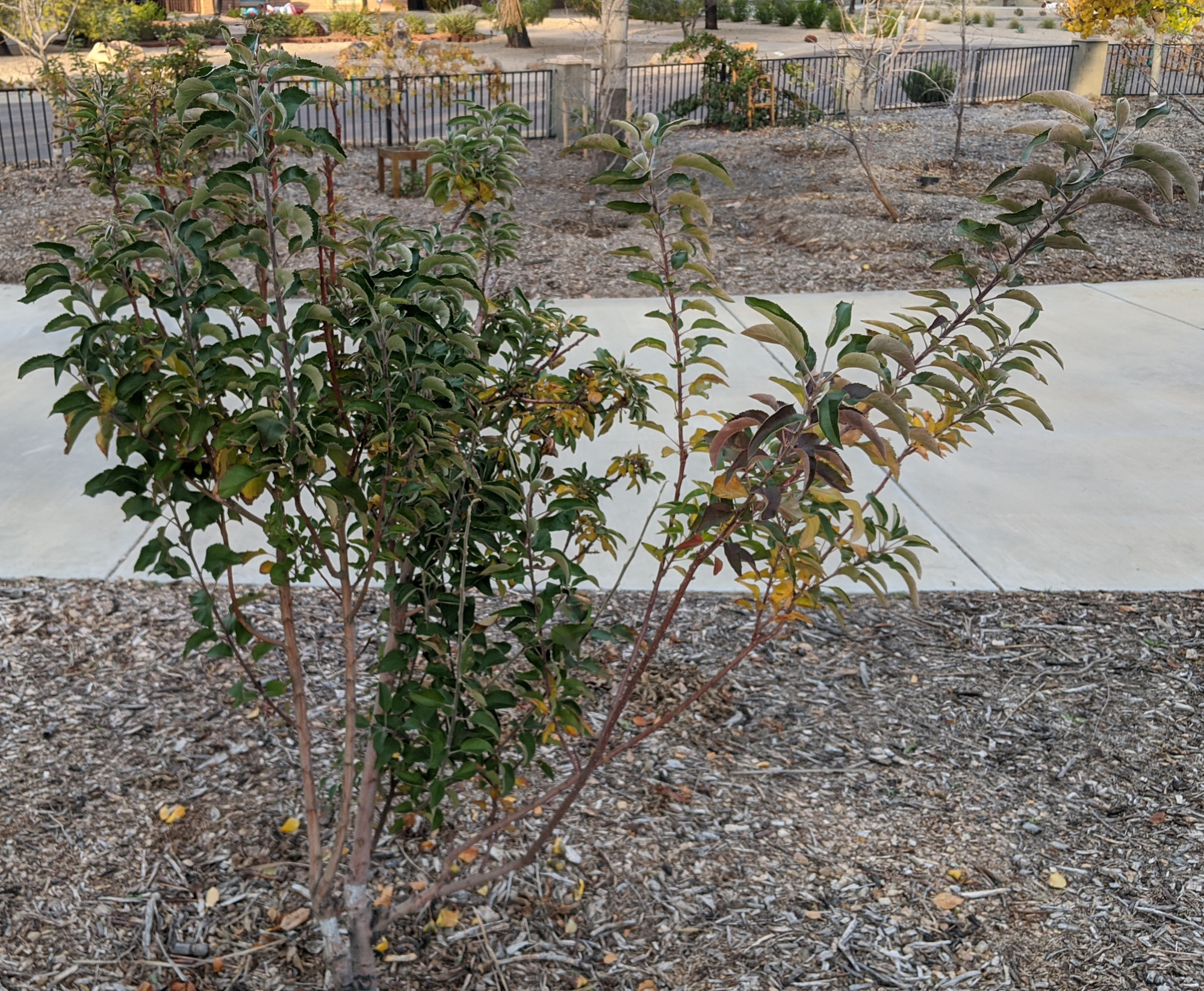 A plant, tree, bush, shrub or vine